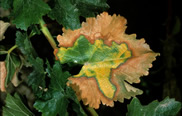 PD symptoms on leaves